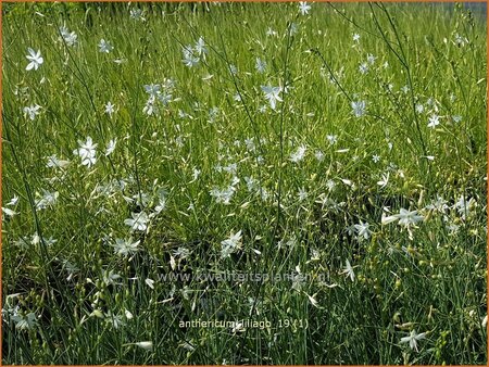 Anthericum liliago