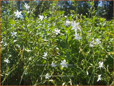 Anthericum ramosum