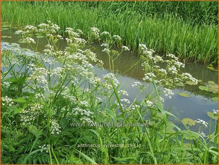 Anthriscus sylvestris