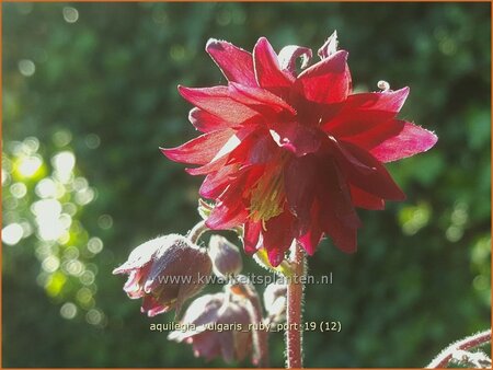 Aquilegia vulgaris 'Ruby Port'