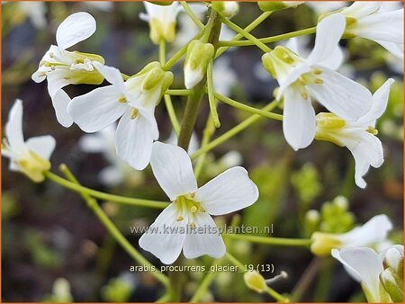 Arabis procurrens 'Glacier'