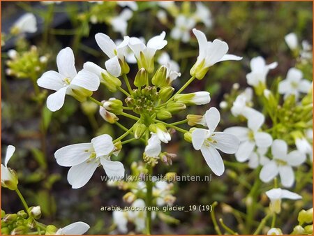 Arabis procurrens &#39;Glacier&#39;