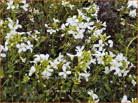 Arabis procurrens 'Glacier'