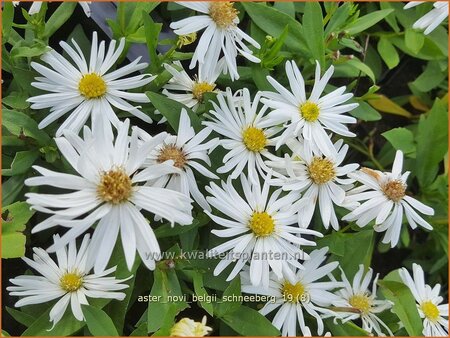 Aster novi-belgii &#39;Schneeberg&#39;