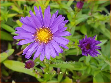 Aster &#39;Samoa&#39;