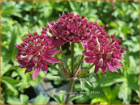 Astrantia major &#39;Burgundy Manor&#39;
