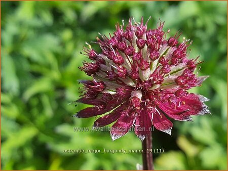 Astrantia major 'Burgundy Manor'