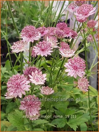 Astrantia major &#39;Roma&#39;