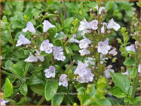 Calamintha nepeta