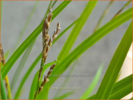 Carex digitata