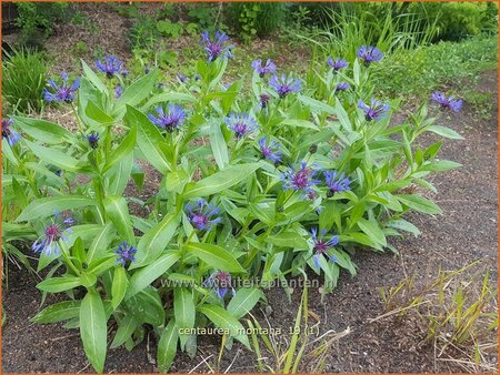 Centaurea montana