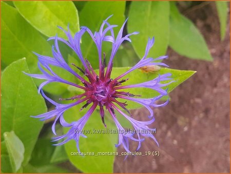 Centaurea montana &#39;Coerulea&#39;