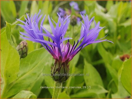 Centaurea montana &#39;Coerulea&#39;