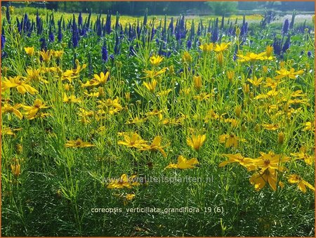 Coreopsis verticillata &#39;Grandiflora&#39;