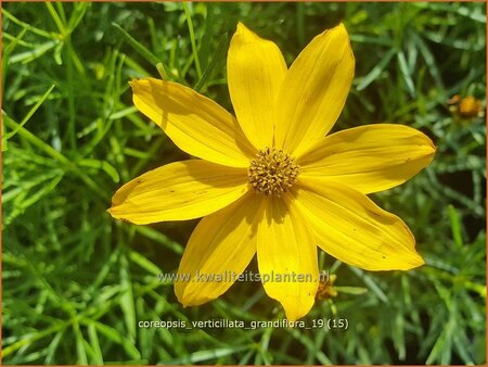 Coreopsis verticillata &#39;Grandiflora&#39;