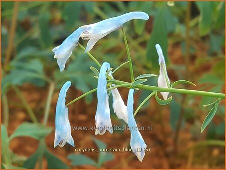 Corydalis &#39;Porcelain Blue&#39;