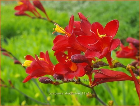 Crocosmia 'Dragonfire'