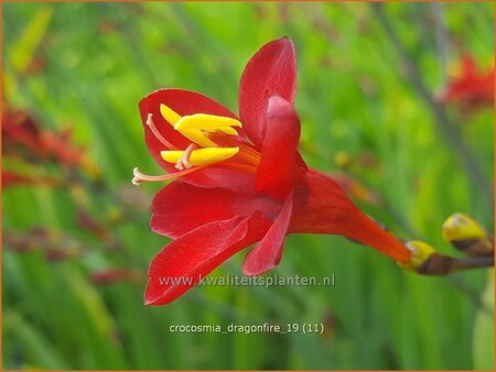 Crocosmia 'Dragonfire'