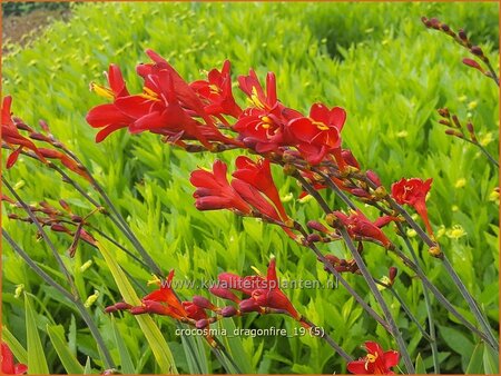 Crocosmia 'Dragonfire'