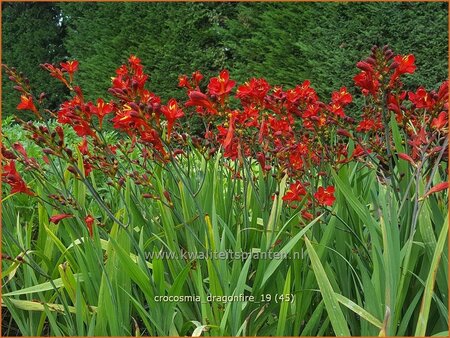 Crocosmia 'Dragonfire'