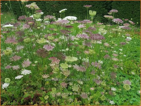 Daucus carota &#39;Dara&#39;