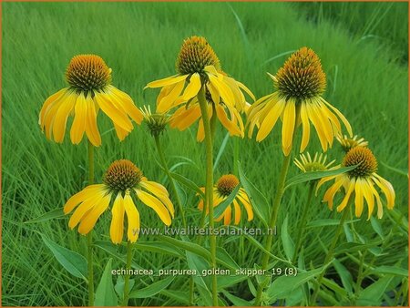 Echinacea purpurea &#39;Golden Skipper&#39;