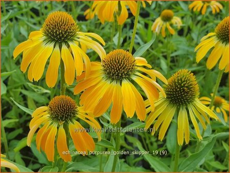 Echinacea purpurea &#39;Golden Skipper&#39;