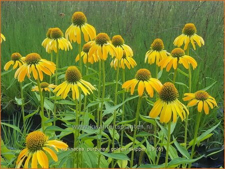 Echinacea purpurea &#39;Golden Skipper&#39;