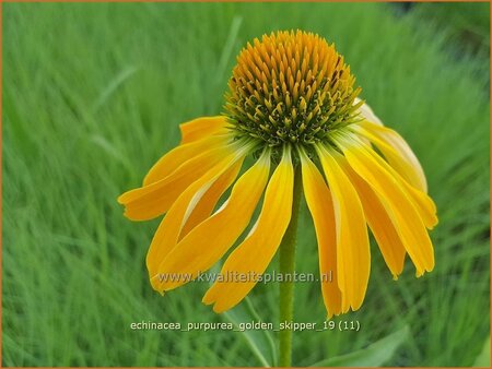 Echinacea purpurea &#39;Golden Skipper&#39;