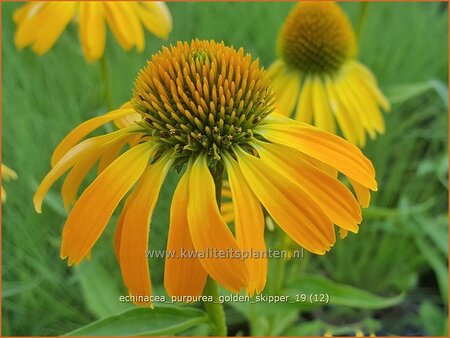 Echinacea purpurea &#39;Golden Skipper&#39;