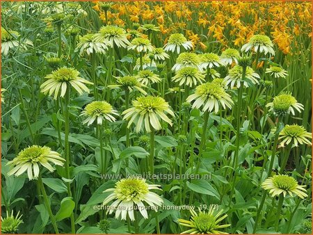 Echinacea purpurea &#39;Honeydew&#39;