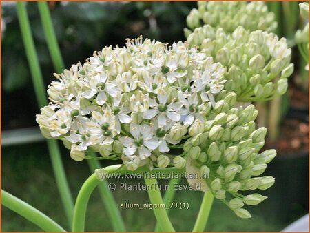 Allium nigrum