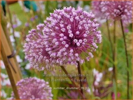 Allium &#39;Summer Drummer&#39;