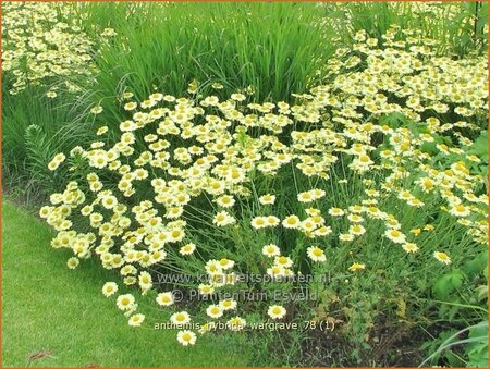 Anthemis hybrida &#39;Wargrave&#39;