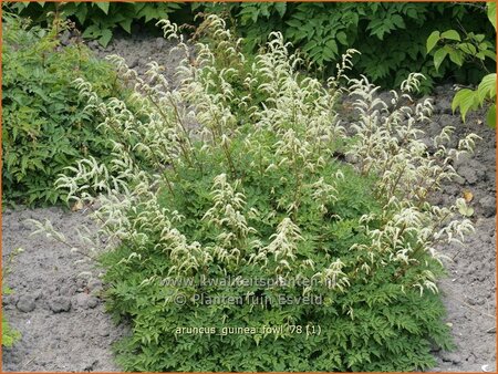 Aruncus 'Guinea Fowl'