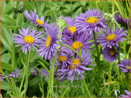 Aster alpinus