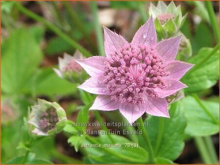 Astrantia maxima