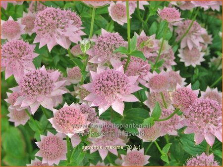 Astrantia maxima