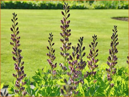 Baptisia 'Twilite Prairieblues'
