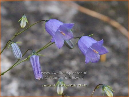 Campanula cochleariifolia