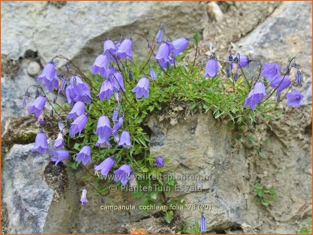 Campanula cochleariifolia