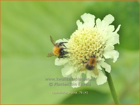 Cephalaria alpina