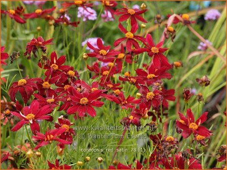 Coreopsis 'Red Satin'