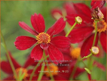 Coreopsis 'Red Satin'