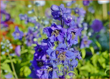 Delphinium &#39;Blue Jay&#39;