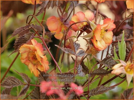 Geum &#39;Wet Kiss&#39;