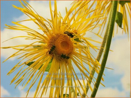 Inula magnifica 'Sonnenstrahl'