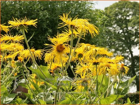 Inula magnifica 'Sonnenstrahl'