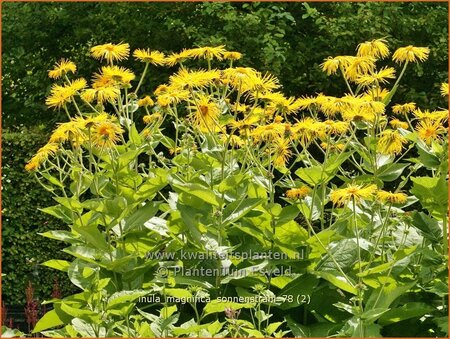 Inula magnifica 'Sonnenstrahl'