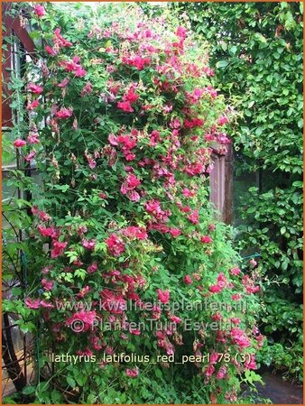 Lathyrus latifolius &#39;Red Pearl&#39;